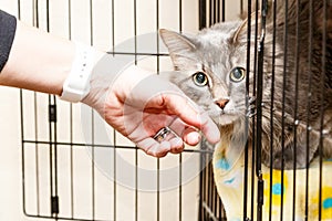 Hand Petting Scared Cat in Cage