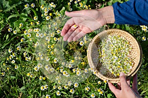 Hand pick chamomile herbal flower blooms to dish