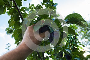 Auswahl pflaumen ein Baum 