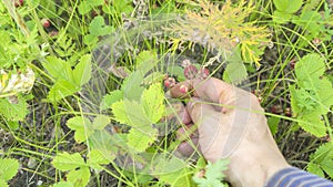 Hand pick strawberries in the field. Close up.