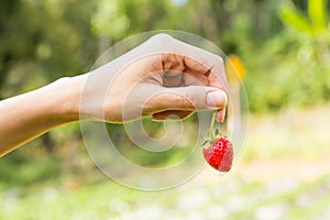 Hand pick up strawberry.