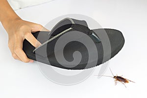 Hand picked black slippers hit cockroaches on white table.