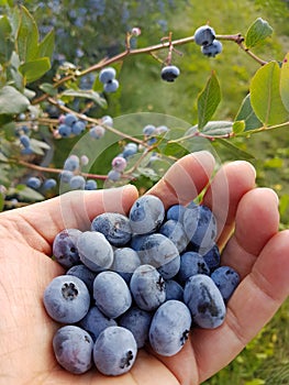 Hand with picked blueberries from american highbush blueberry plant