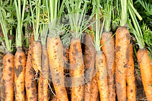 Hand picked bunch of fresh dirt orange carrots backgrounds