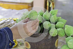 Hand picked green lotus in the vase for worship in Budfhism.