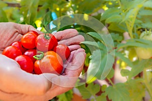 Hand picked homegrown tomatoes, organic farming