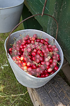Hand picked organic cherries
