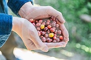 Hand picked ripe Red Arabica coffee berries in hands in the Akha village of Maejantai on the hill in Chiang Mai, Thailand