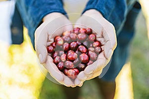 Hand picked ripe Red Arabica coffee berries in hands in the Akha village of Maejantai on the hill in Chiang Mai, Thailand