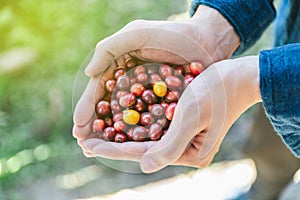 Hand picked ripe red and yellow Arabica Coffee Berries in hands in the Akha village of Maejantai on the hill in Chiang Mai.