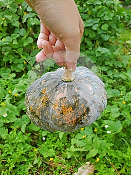 Hand picked Thai pumpkin in the garden in Thailand.