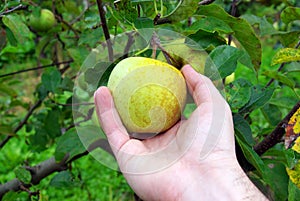 Hand picking apple