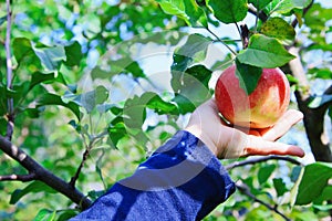 Hand picking an apple