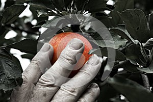 Hand picking an apple