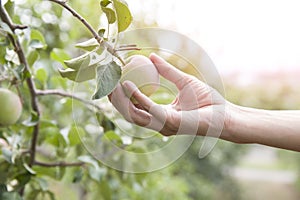 Hand picking an apple, apple tree