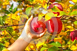 Hand picking apples. Autumn, harvest season.