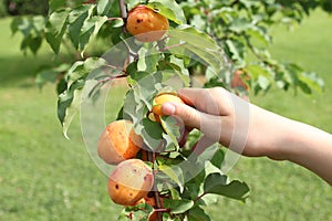 Hand picking apricots from a branch of apricot tree