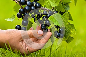 Hand picking berries of black currant