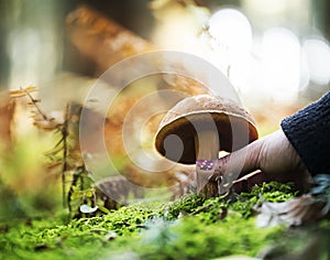 Hand is picking a boletus erythropus