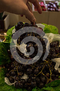 Hand picking a bunch of grapes