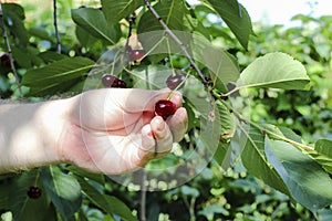 A hand picking cherry