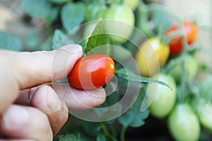 Hand picking cherry tomatoes, close-up