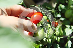 Hand picking cherry tomatoes, close-up