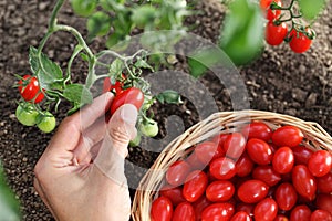 Hand picking cherry tomatoes from the plant with basket photo