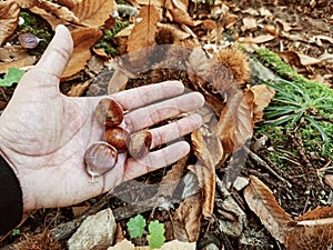 hand picking chestnuts among chestnut curls and dry leaves