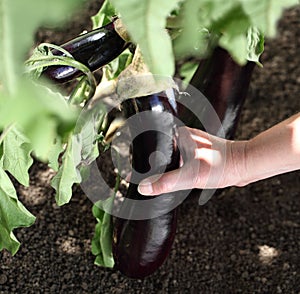 Hand picking eggplant from the plant in vegetable garden