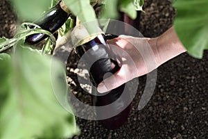 Hand picking eggplant from the plant in vegetable garden view fr