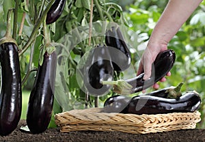 Hand picking eggplant from the plant in vegetable garden photo