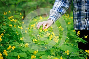 Hand picking a flower for an herbalist Chelidonium majus, nipplewort, swallowwort or tetterwort yellow flowers