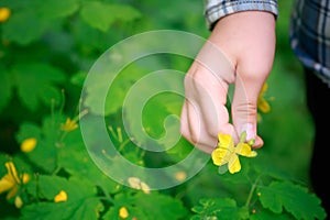 Hand picking a flower for an herbalist Chelidonium majus, nipplewort, swallowwort or tetterwort yellow flowers
