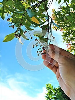 hand picking flowers