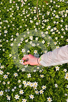 Hand picking flowers
