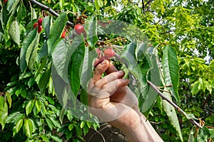 Hand picking fresh delicious red cherry, close-up