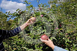 Hand Picking Red Apples in Orchard