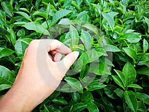 Hand picking fresh tea leaf