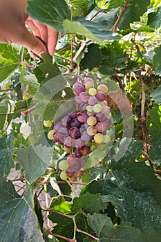 Hand picking grapes wine vineyard harvest summer bunch organic