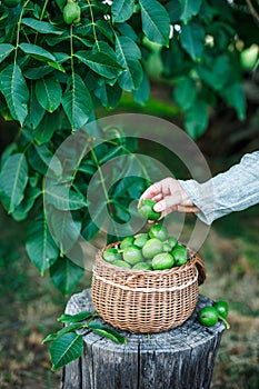 Hand picking green unripe walnut into wicker basket