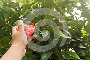 A hand picking Jambu Guava off a tree