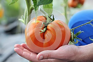 Hand picking large homegrown tomato. Organic farming. Soft focus