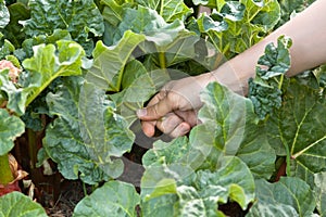 Hand picking leaves of rhubarb, closeup