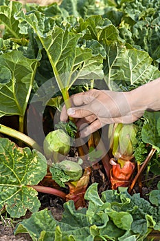 Hand picking leaves of rhubarb in the garden