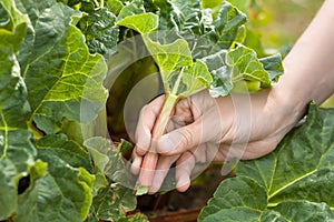 Hand picking leaves of rhubarb