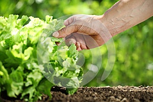 Hand picking lettuce, plant in vegetable garden, close up