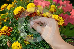 Hand picking marigold flower