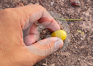Hand picking neem seeds that drop soil