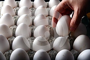 Hand picking one egg in an egg tray or egg carton